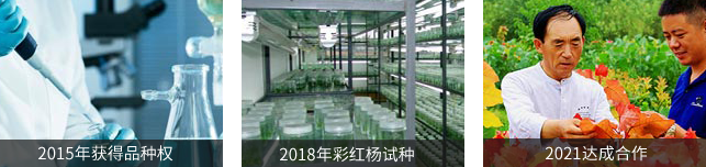 中华油芍药