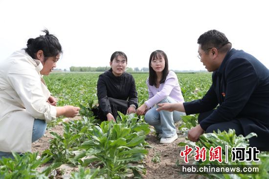 河北东光县万亩中药材 种出致富新路径