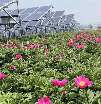 中华油芍药林下种植和农光互补，助力产业增收 