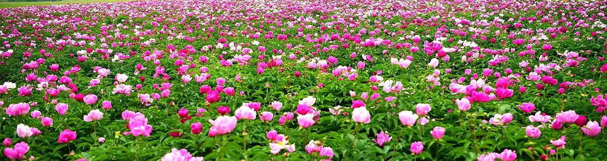 中华油芍药